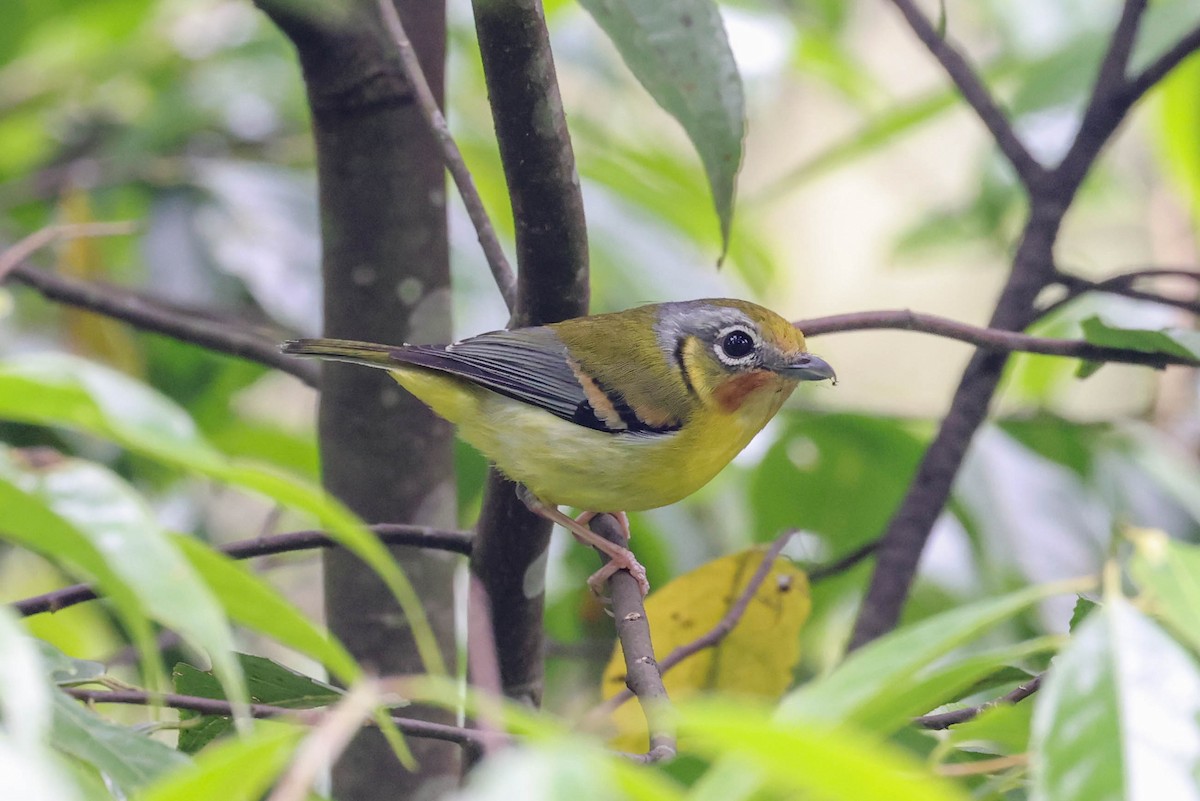 Black-eared Shrike-Babbler - ML620566796