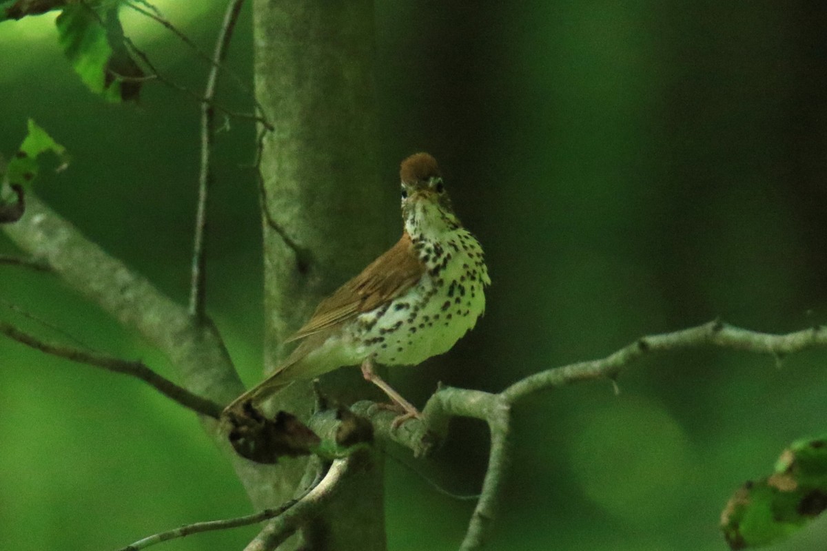 Wood Thrush - ML620566797