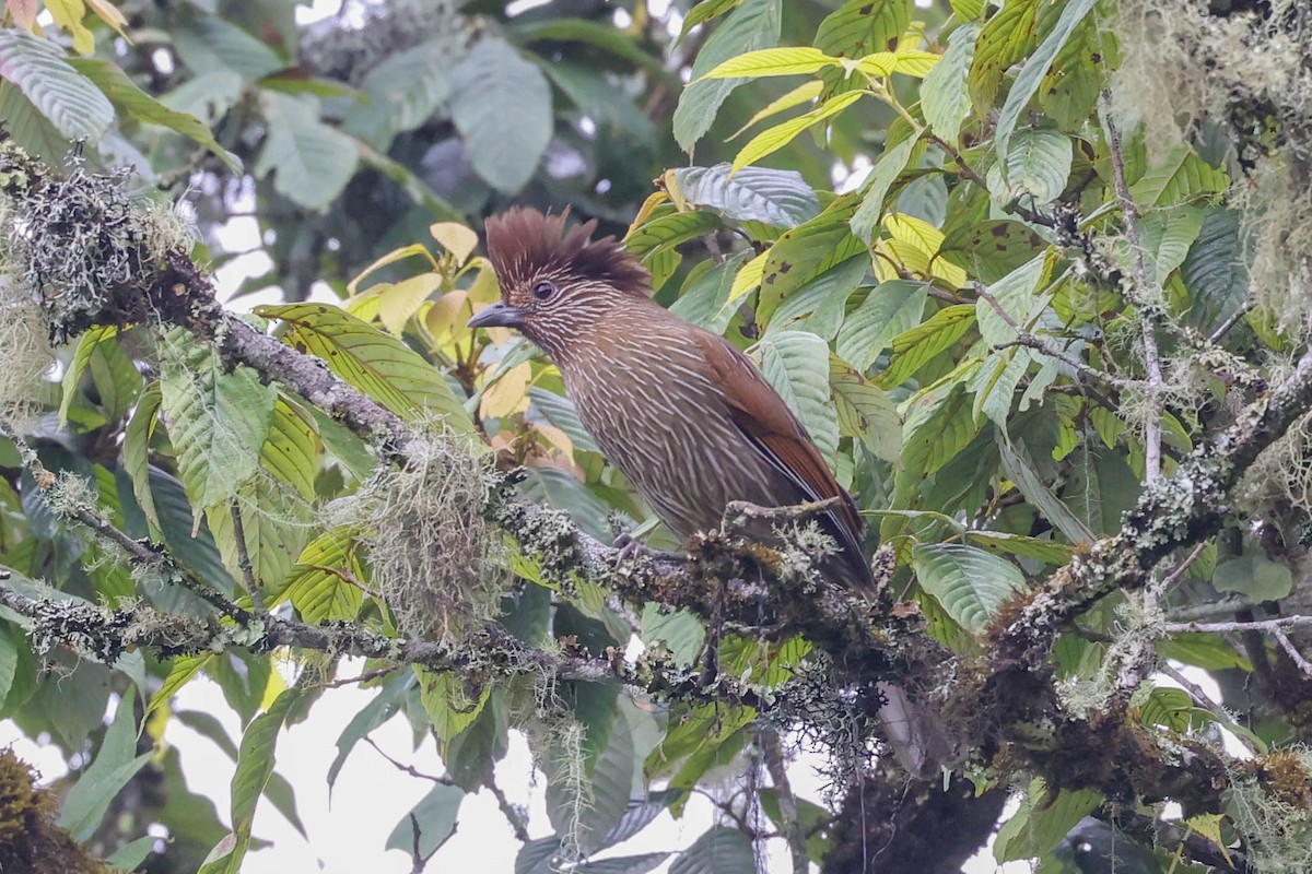 Striated Laughingthrush - ML620566812