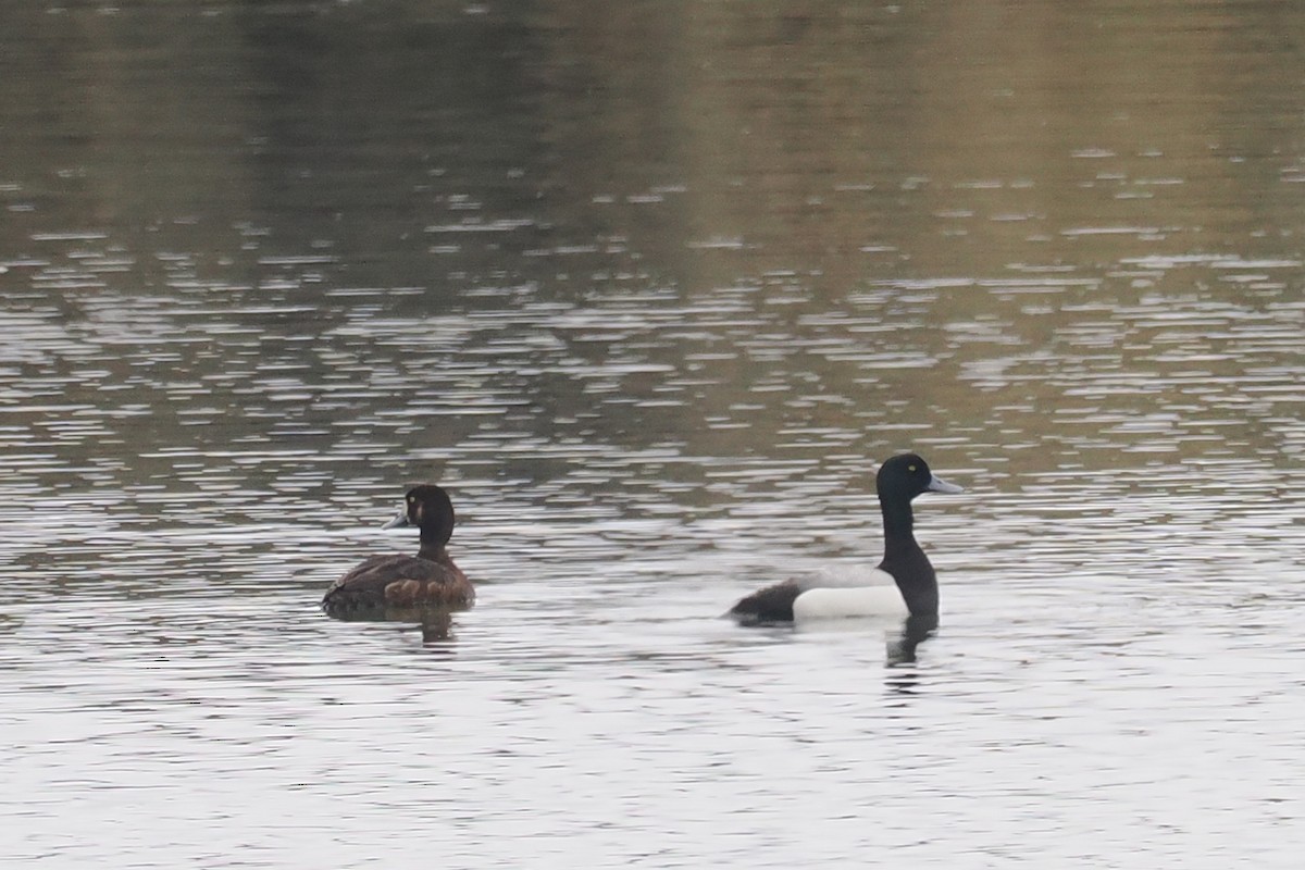 Greater Scaup - ML620566819