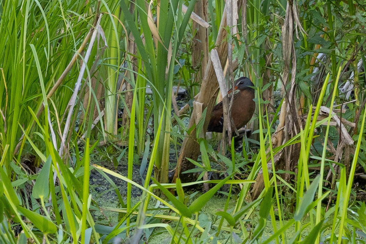 Virginia Rail - ML620566830