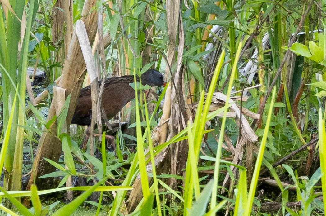 Virginia Rail - ML620566831