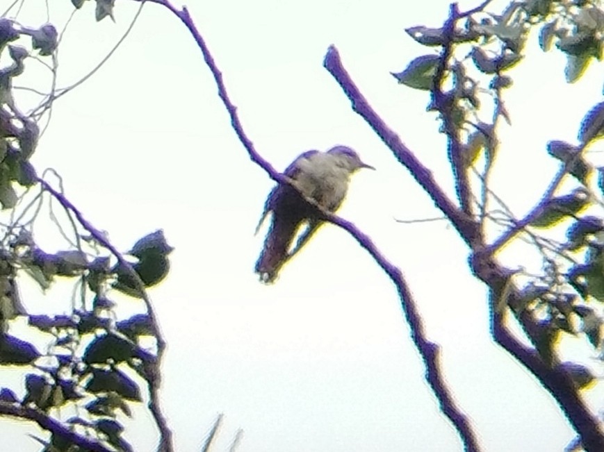 Banded Bay Cuckoo - ML620566853