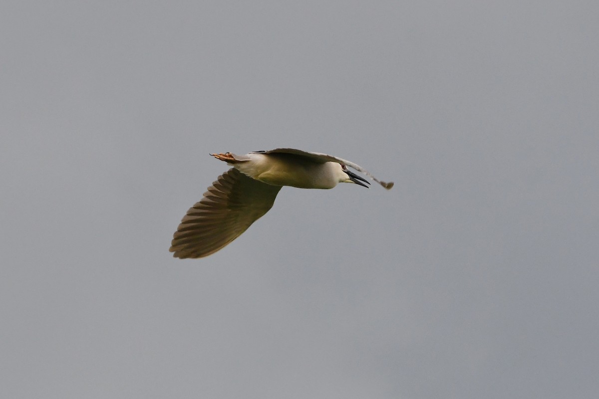 Black-crowned Night Heron - Dan O'Brien