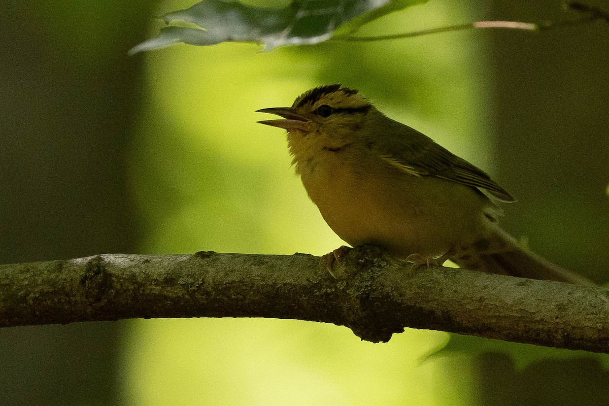 Worm-eating Warbler - ML620566861