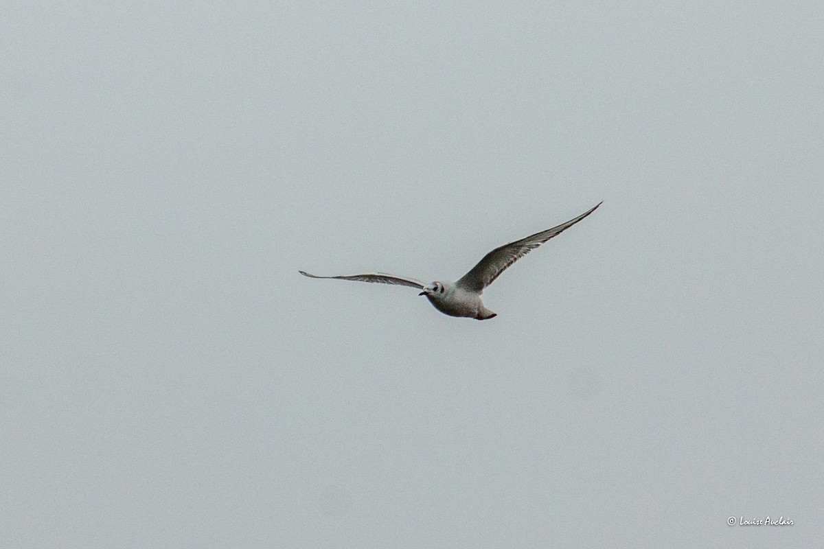 Bonaparte's Gull - ML620566870