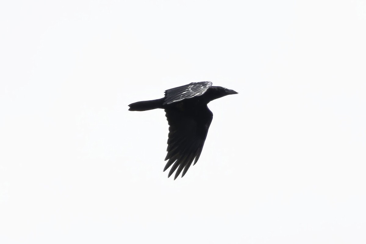 Common Raven - ML620566871