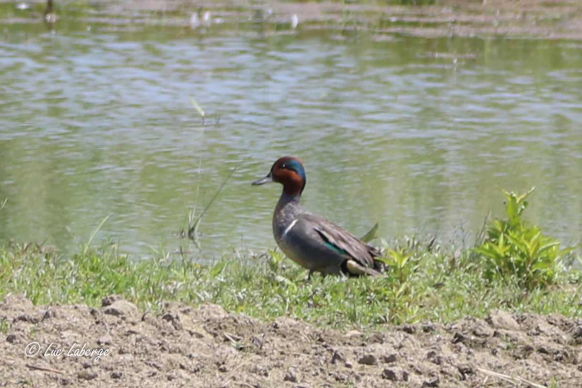 Green-winged Teal - ML620566886