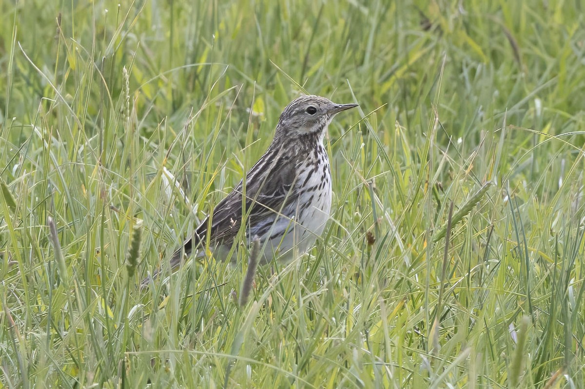 Meadow Pipit - ML620566891