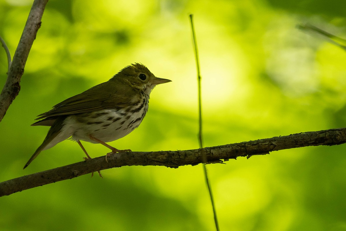 Ovenbird - ML620566899