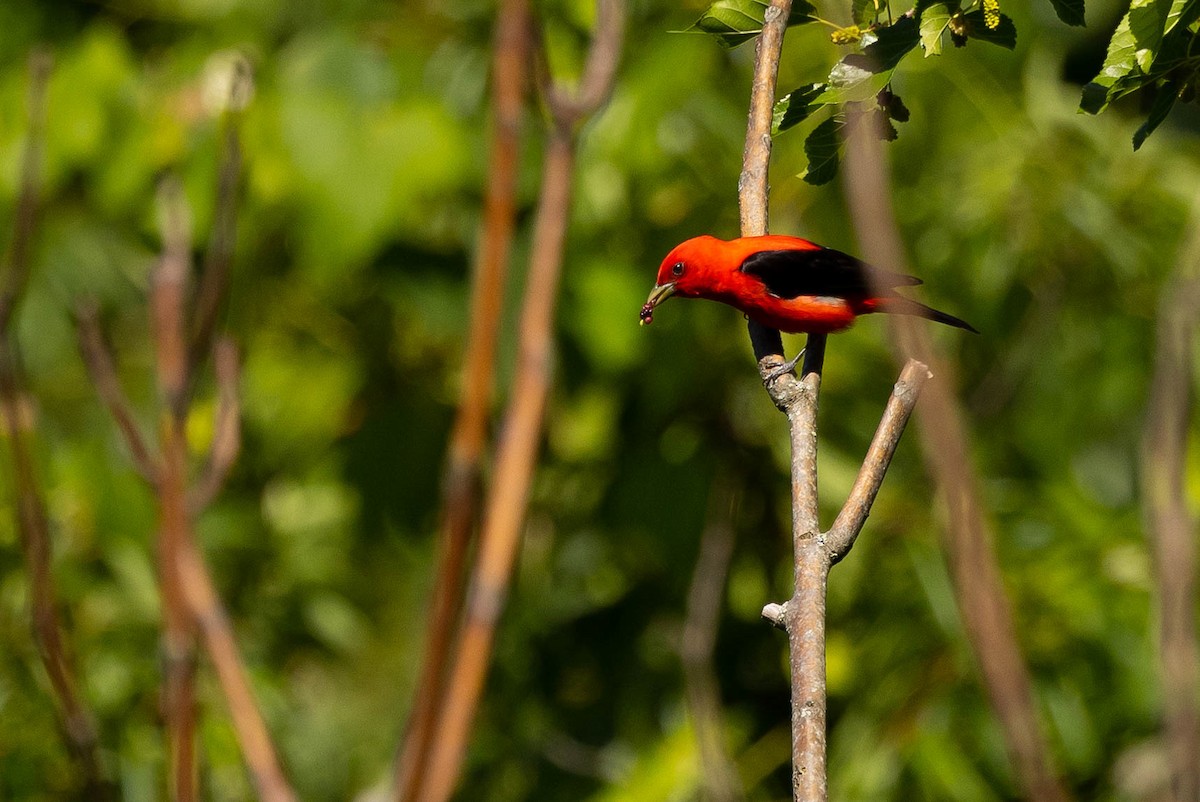 Scarlet Tanager - ML620566906