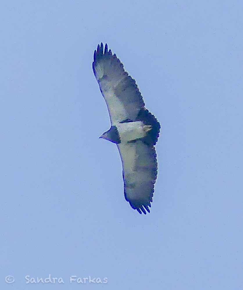 Black-chested Buzzard-Eagle - ML620566909