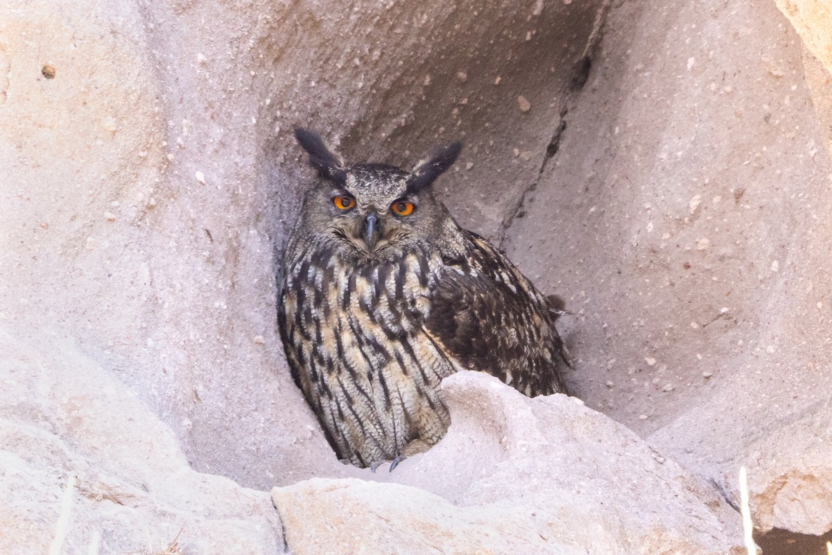 Eurasian Eagle-Owl - ML620566924