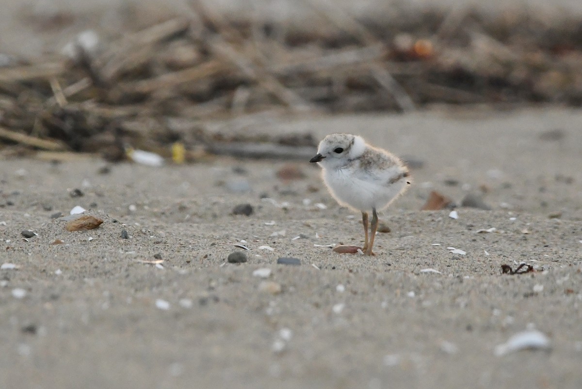 Piping Plover - ML620566934