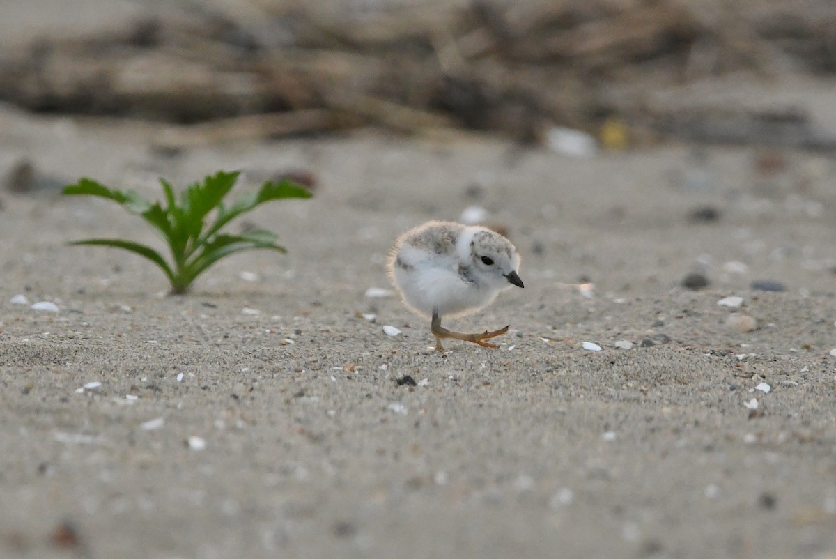 Piping Plover - ML620566935