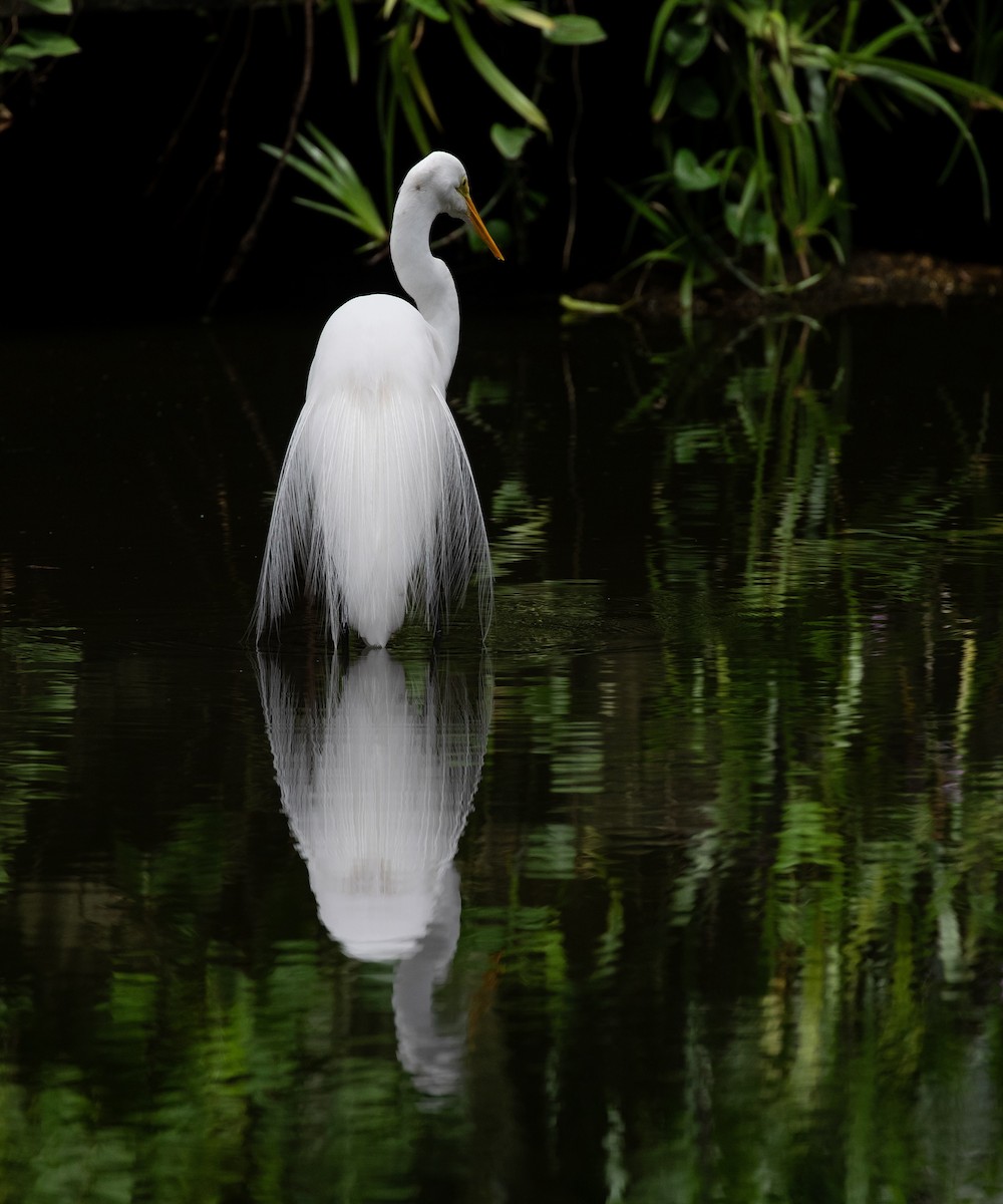 Grande Aigrette - ML620566937