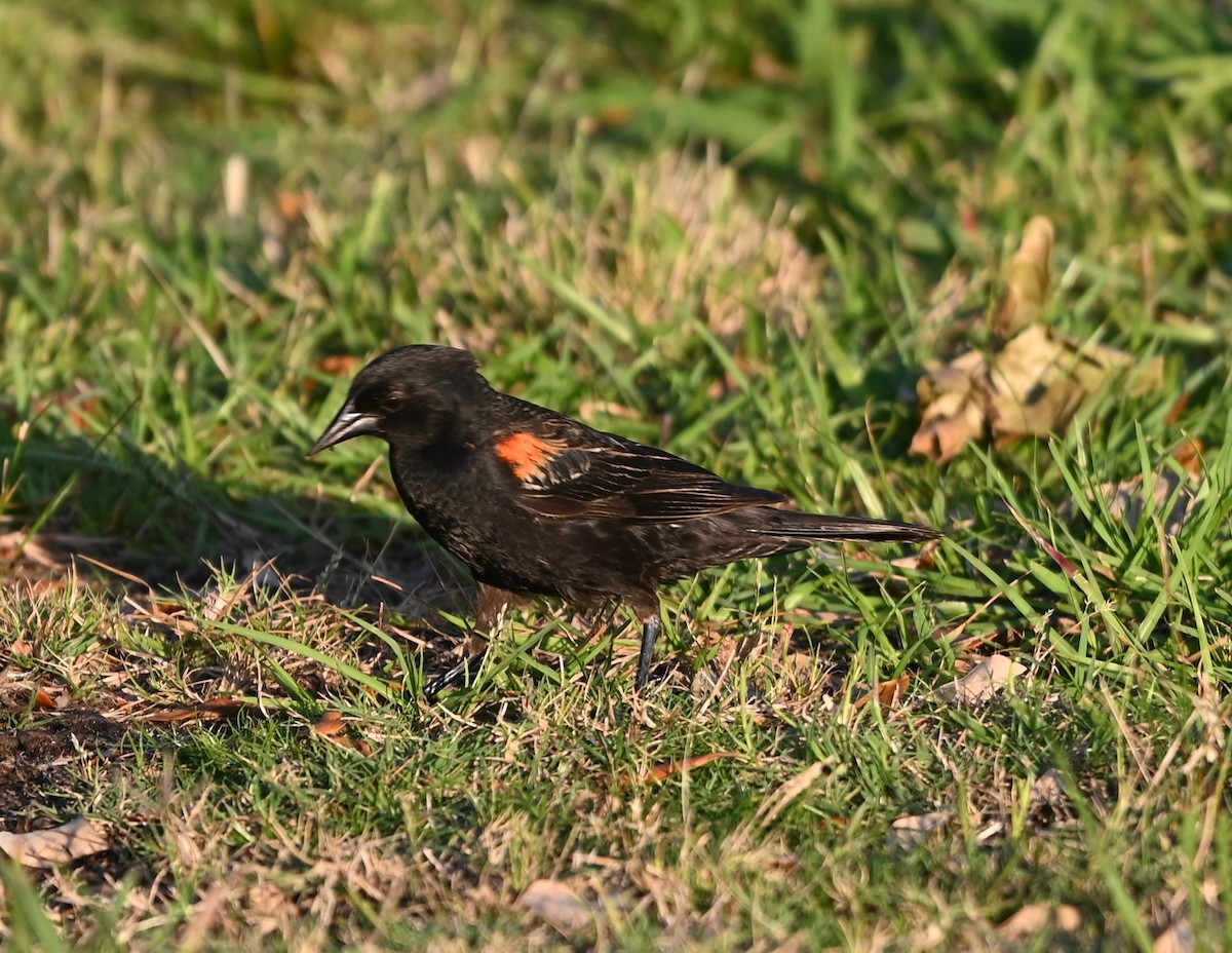 Red-winged Blackbird - ML620566956