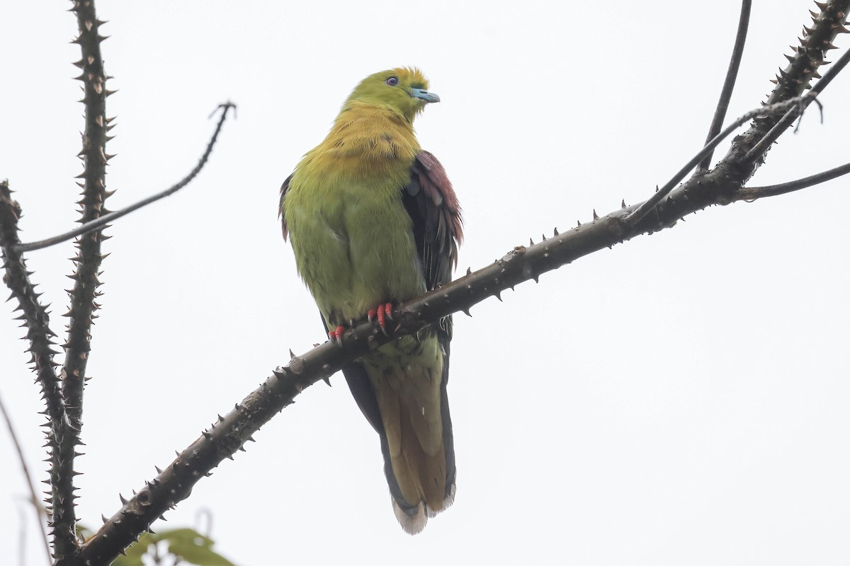 Wedge-tailed Green-Pigeon - ML620566958