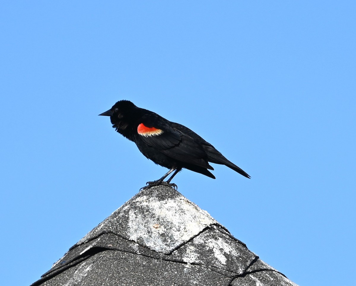 Red-winged Blackbird - ML620566962