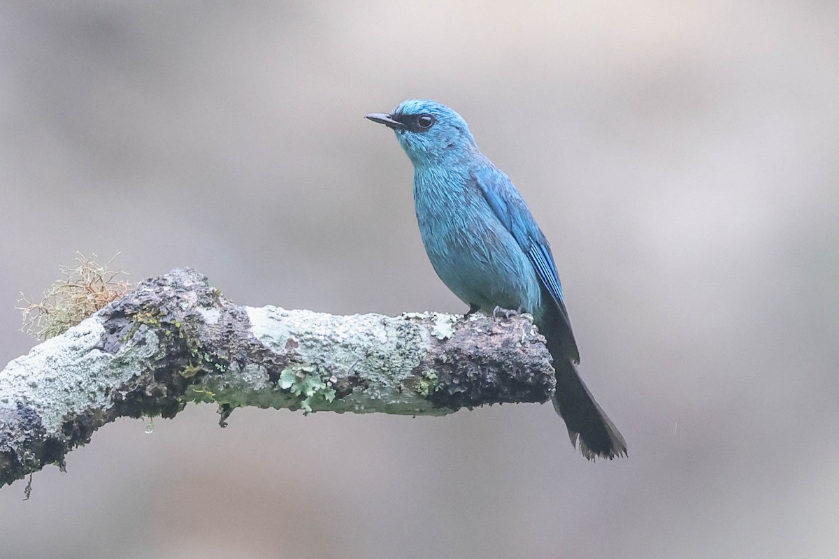 Verditer Flycatcher - ML620566985