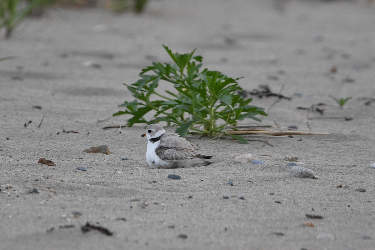 Piping Plover - ML620566987