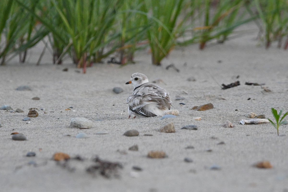 Piping Plover - ML620566991