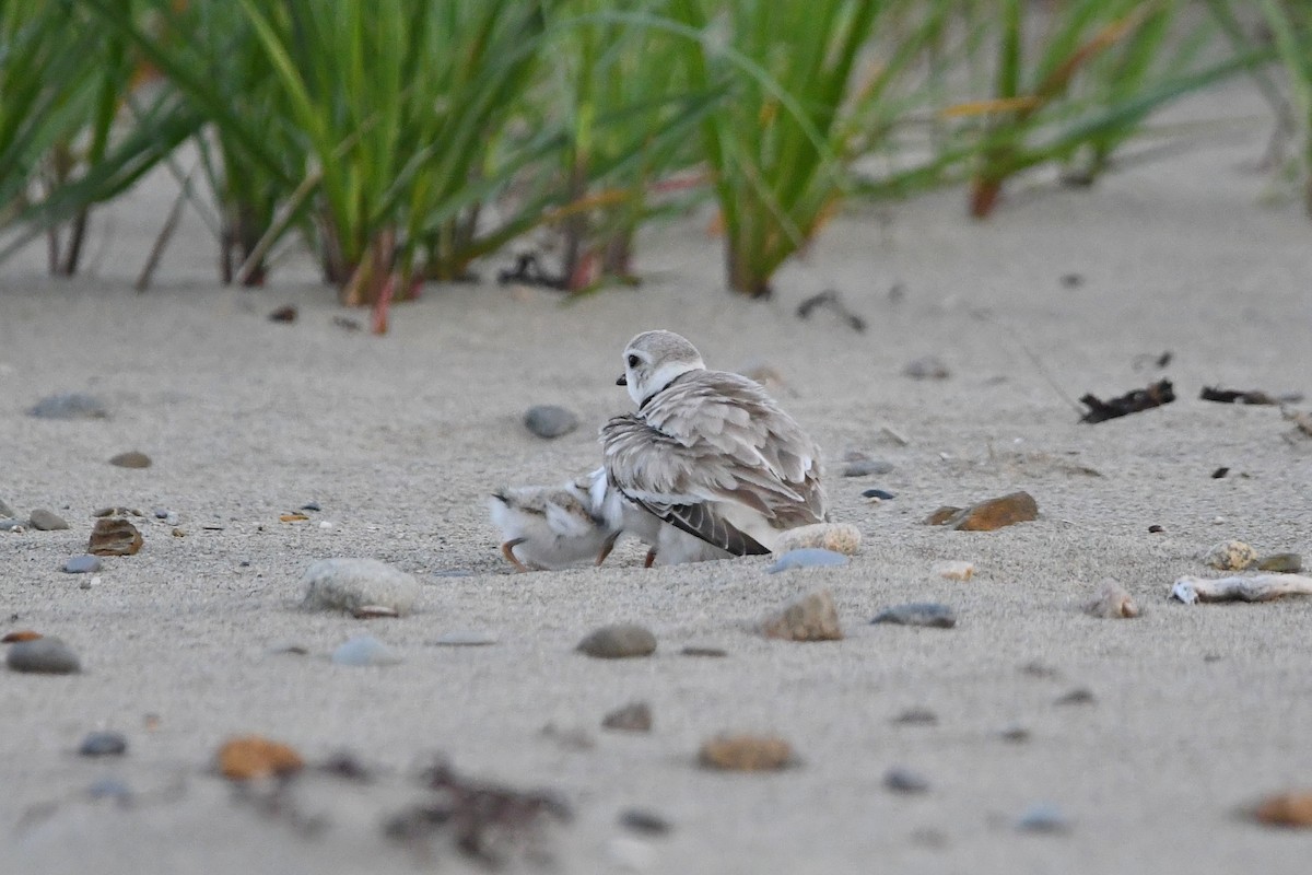 Piping Plover - ML620566992