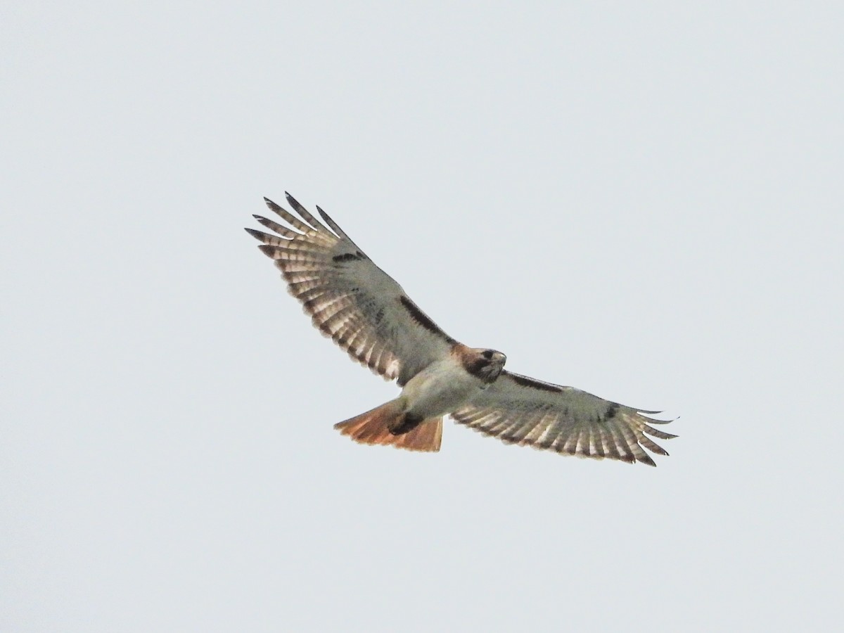 Red-tailed Hawk - ML620566999