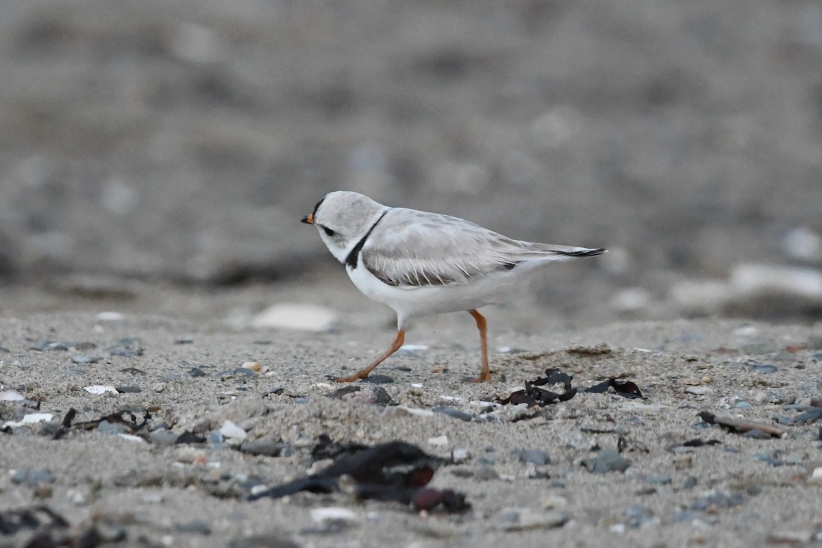 Piping Plover - ML620567003