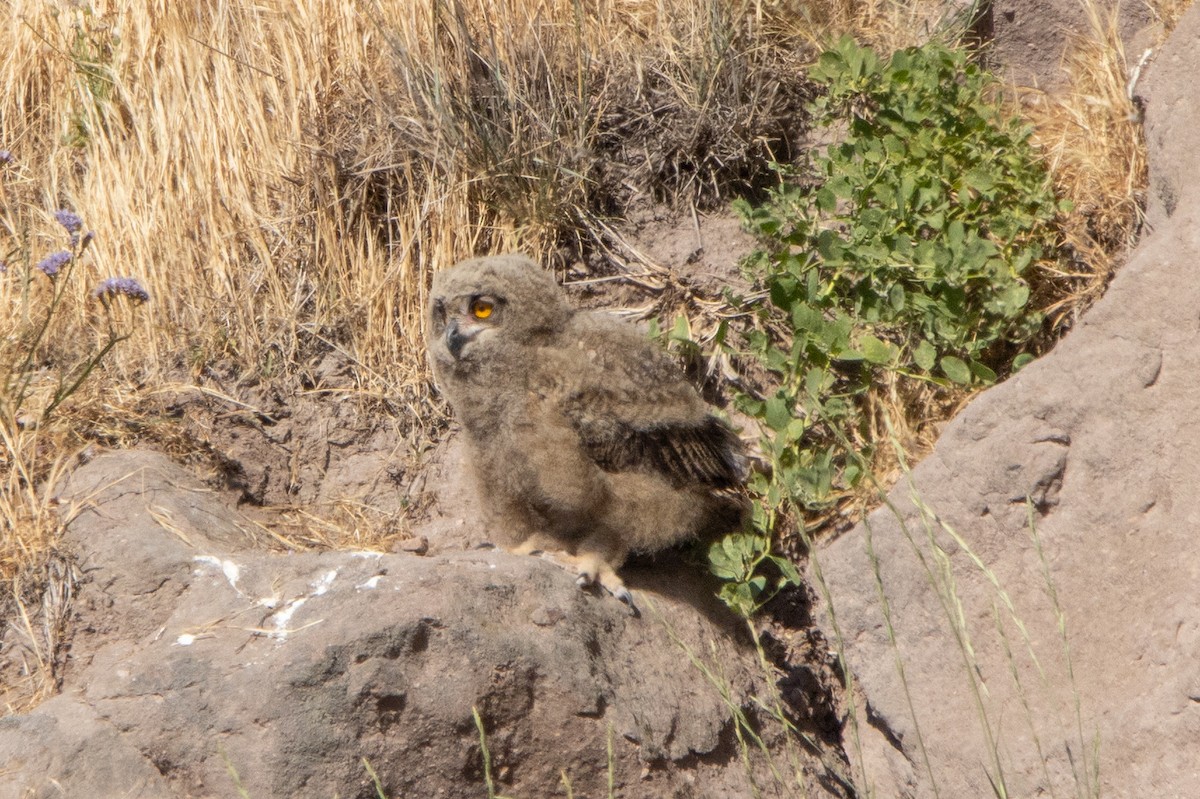 Eurasian Eagle-Owl - ML620567036