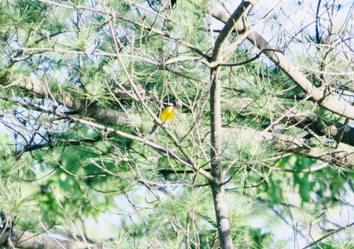 Yellow-breasted Chat - ML620567045