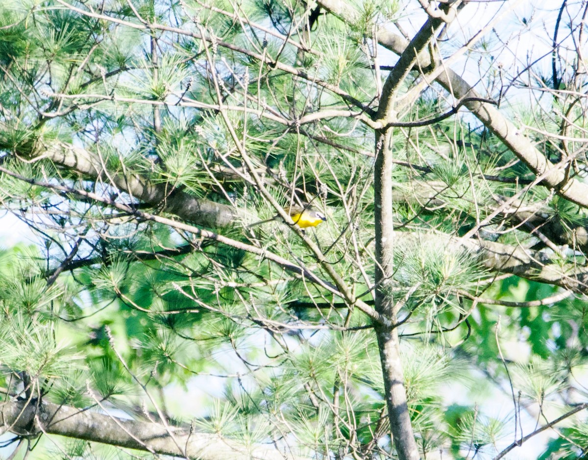 Yellow-breasted Chat - ML620567046