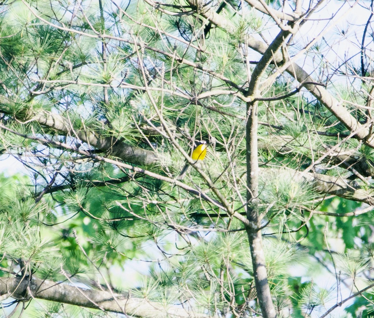 Yellow-breasted Chat - ML620567047