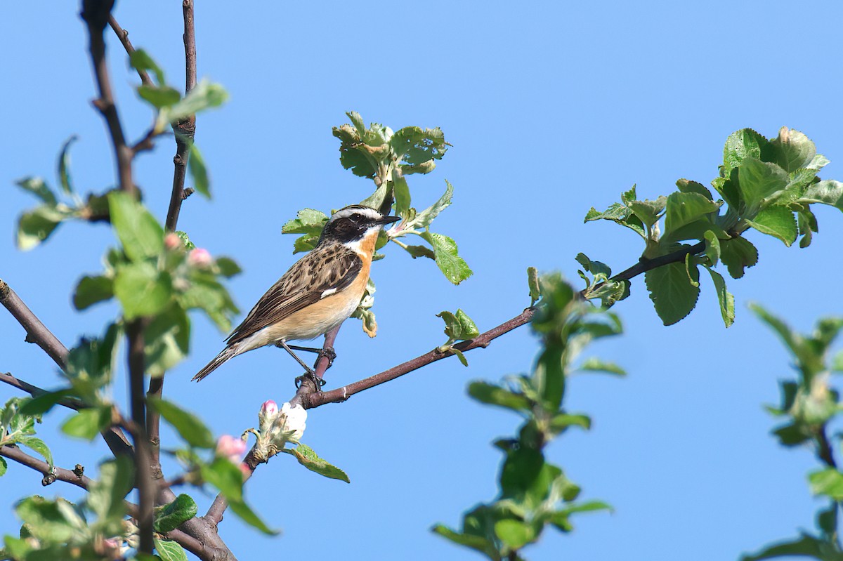 Whinchat - ML620567067