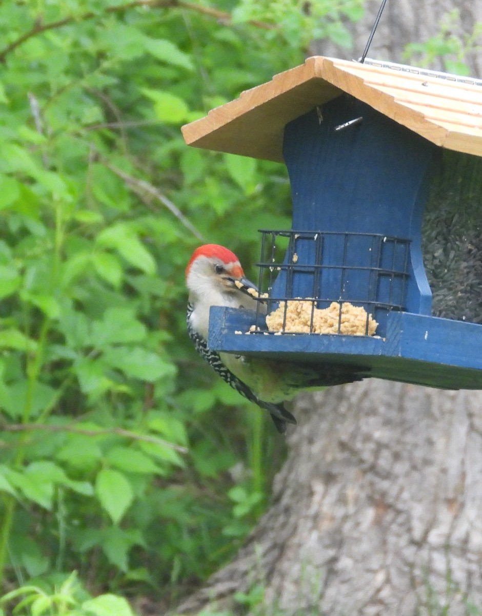 Red-bellied Woodpecker - ML620567083