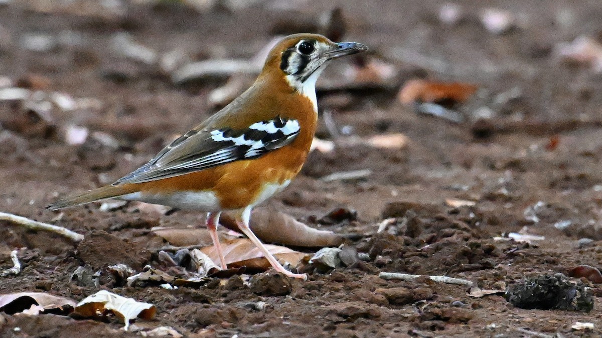 Orange-banded Thrush - ML620567092