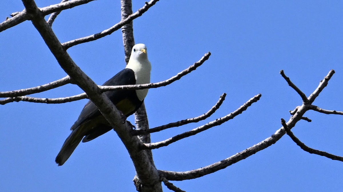 Black-backed Fruit-Dove - ML620567148