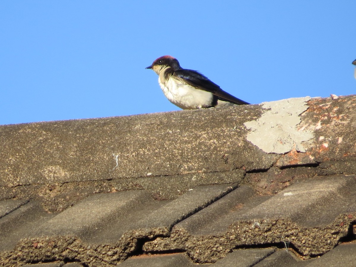 Wire-tailed Swallow - ML620567157