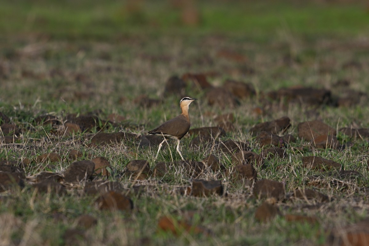 Indian Courser - ML620567163
