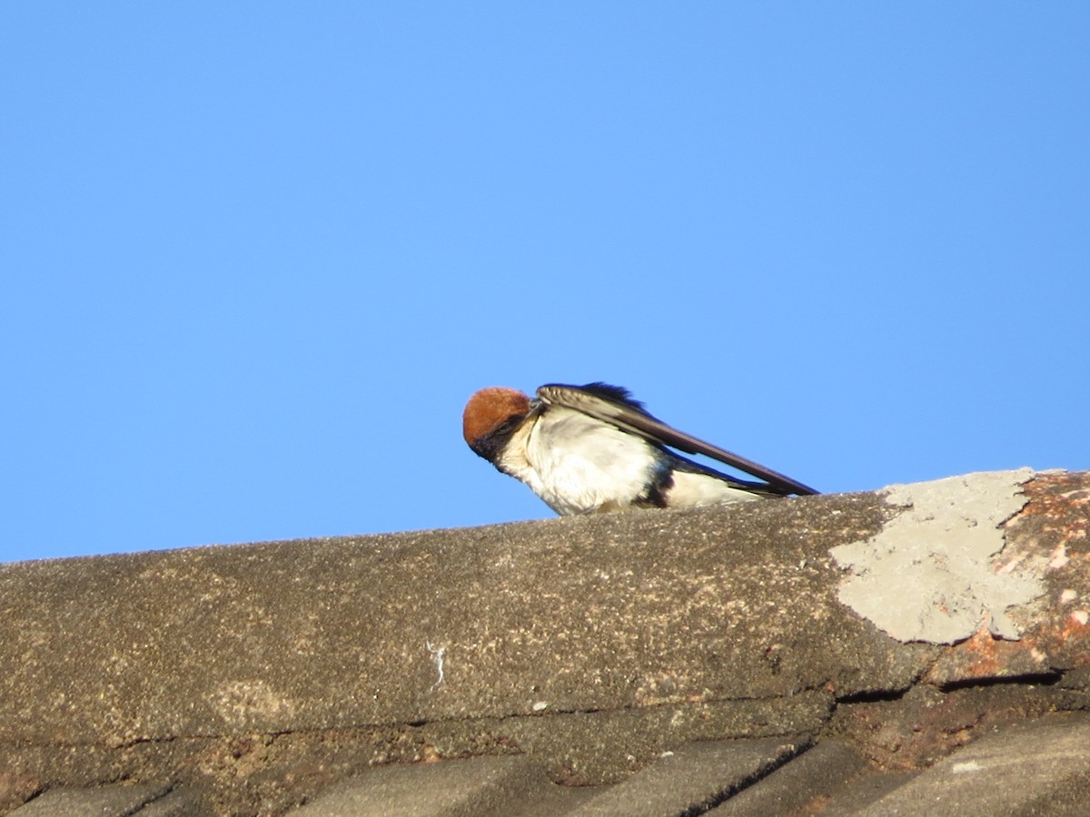 Wire-tailed Swallow - ML620567164