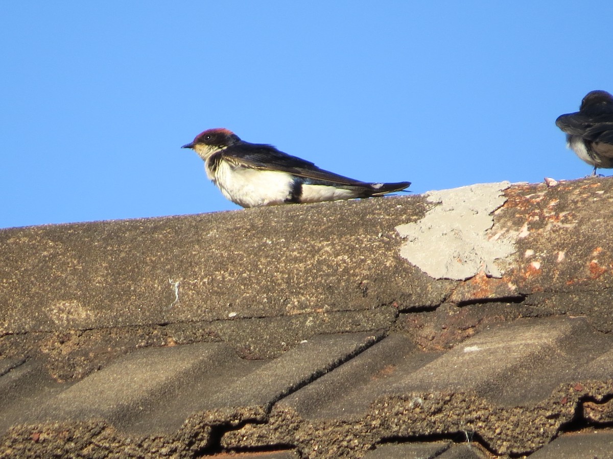 Wire-tailed Swallow - ML620567172