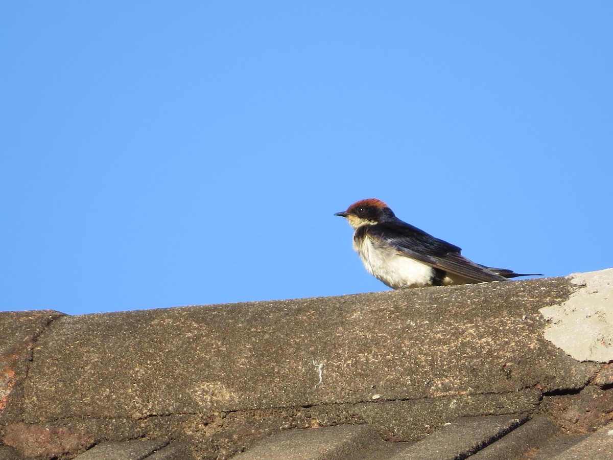 Wire-tailed Swallow - ML620567177