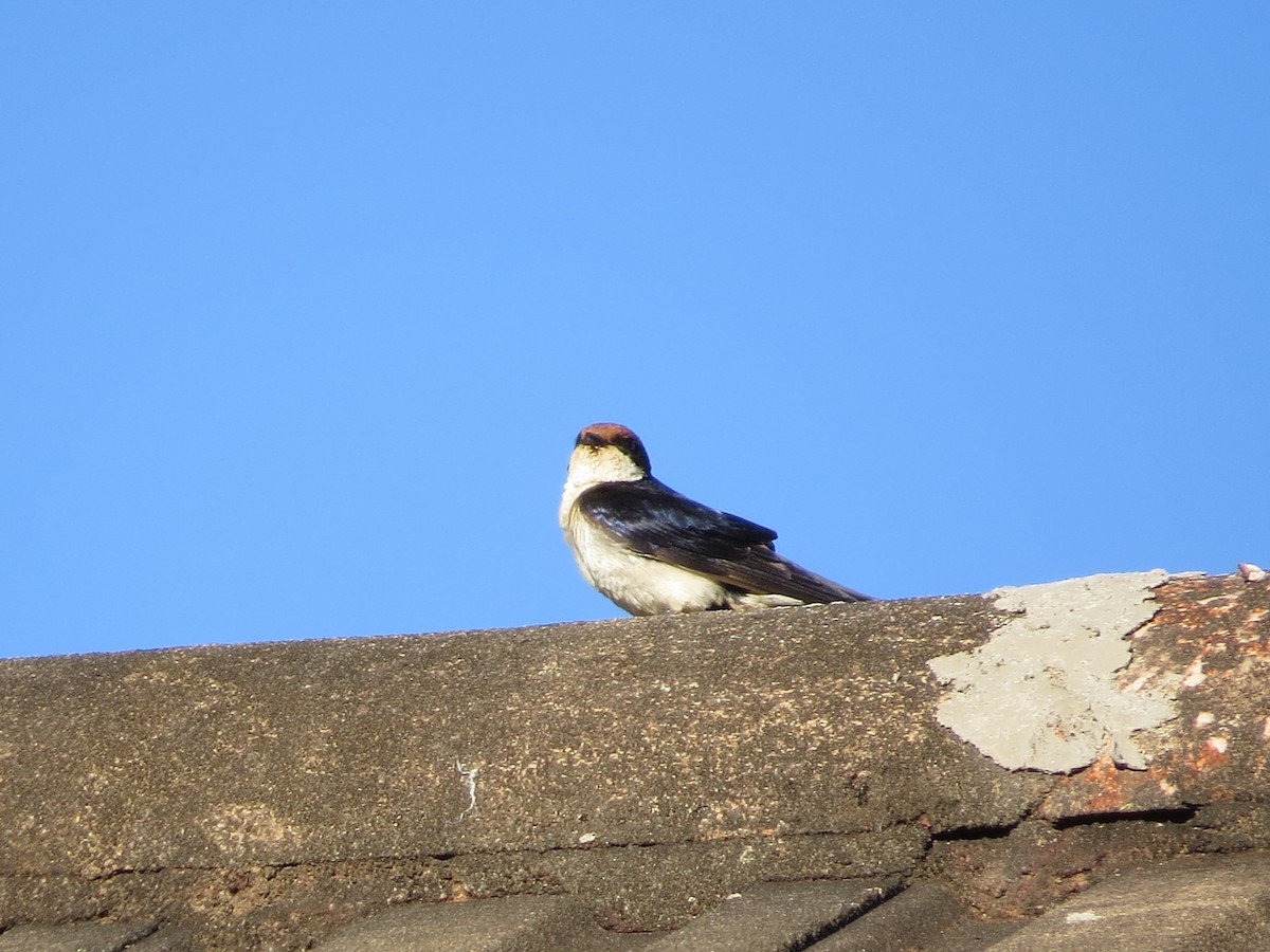 Wire-tailed Swallow - ML620567182