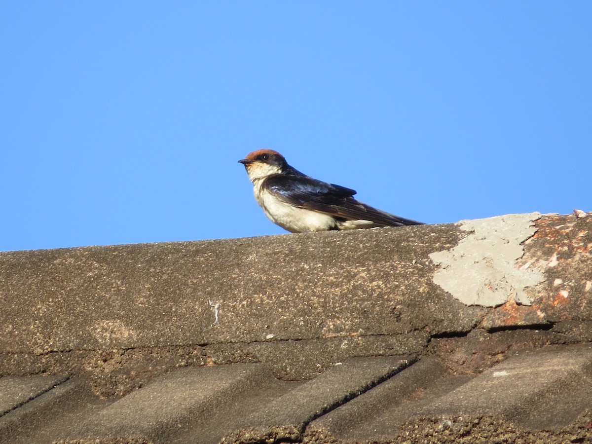 Wire-tailed Swallow - ML620567188