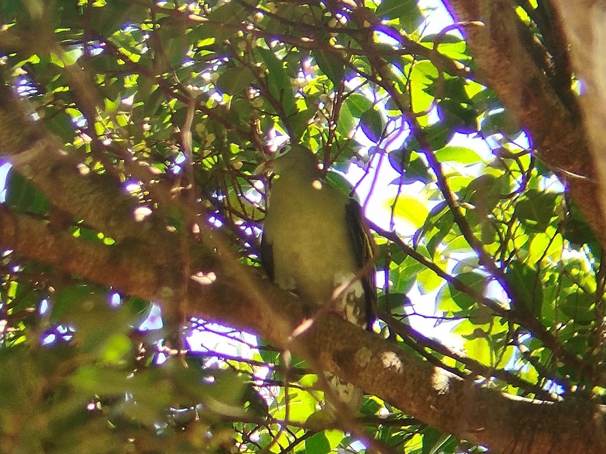 Thick-billed Green-Pigeon - ML620567189