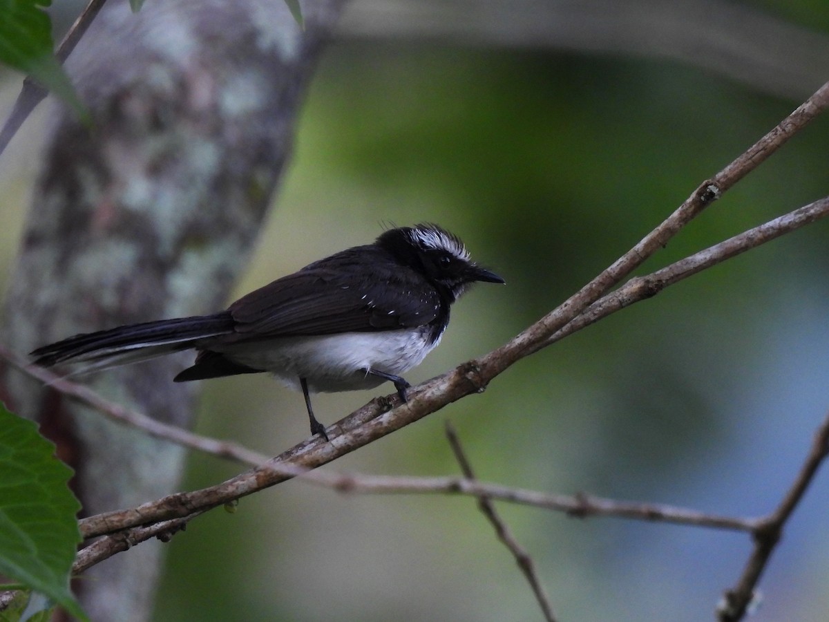 White-browed Fantail - ML620567191