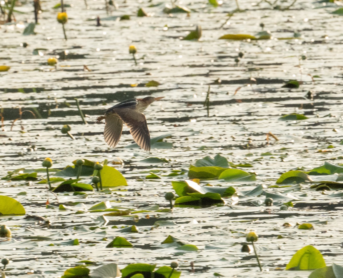 Least Bittern - ML620567192