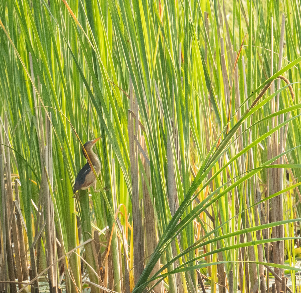 Least Bittern - ML620567194