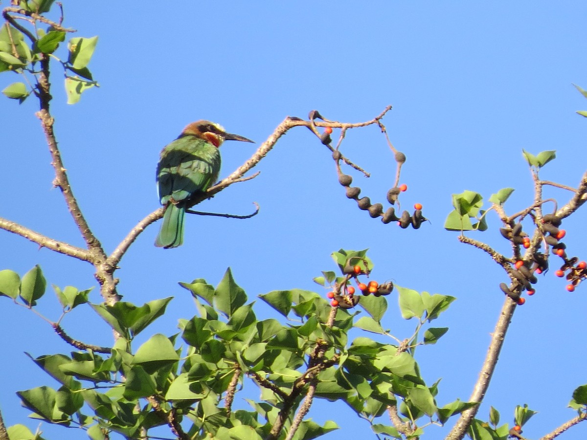 White-fronted Bee-eater - ML620567200