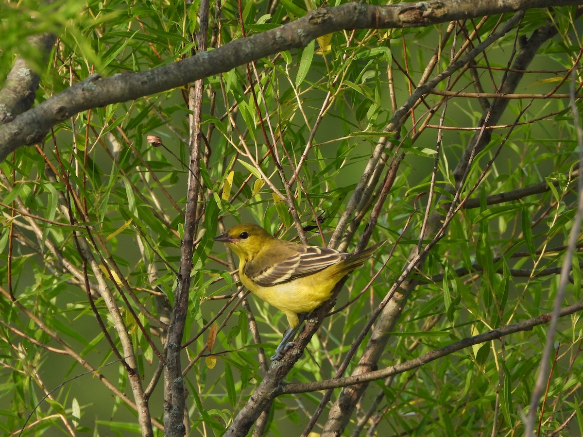 Orchard Oriole - ML620567202